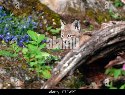 Bébé Lynx dans Woods Banque D'Images