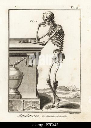 Squelette humain vu de côté. La gravure sur cuivre par Robert Benard après une illustration par Andreas Vesalius de Denis Diderot's Encyclopedia, Pellet, Genève, 1779. Banque D'Images