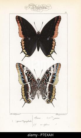 Pacha à deux queues ou foxy Charaxes jasius, empereur, vues dorsale et ventrale. Coloriée à la gravure sur acier par les frères Pauquet après une illustration par Alexis Nicolas Noel d'Hippolyte Lucas, l'histoire naturelle des papillons d'Europe, l'Histoire Naturelle des Lepidopteres d'Europe, 1864. Banque D'Images