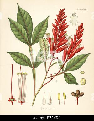 Amargo, amer-frêne ou bois-amer, Quassia amara. Chromolithographie après une illustration botanique de Hermann Adolph Koehler's Plantes médicinales, sous la direction de Gustav Pabst, Koehler, Allemagne, 1887. Banque D'Images