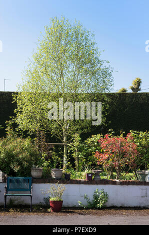 Formes et tailles contrastées avec une d'argent et bouleau Photinia Red Robin en forme délibérément d'être un plus petit spécimen dans un jardin anglais Banque D'Images