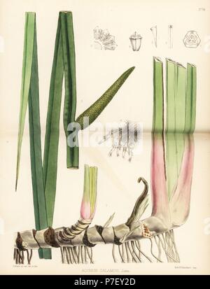 Sweet flag ou Calamus Acorus calamus. Lithographie coloriée par Hanhart après une illustration botanique par David Blair, de Robert Bentley et Henry Trimen's Plantes médicinales, Londres, 1880. Banque D'Images