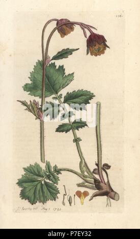 Benoîte Geum rivale, de l'eau. La gravure sur cuivre coloriée après une illustration par James Sowerby de James Smith's English Botany, Londres, 1793. Banque D'Images