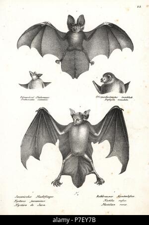 Javan slit-face bat, Nycteris javanica (vulnérable) 1, une plus grande chauve-souris bouledogue, Noctilio leporinus 2, et la tête de proboscis bat, Rhynchonycteris naso, tête de chauve-souris vampire à pattes velues, Diphylla ecaudata. Lithographie de Karl Joseph Brodtmann de Heinrich Rudolf Schinz's Illustrated l'histoire naturelle des hommes et des animaux, 1836. Banque D'Images