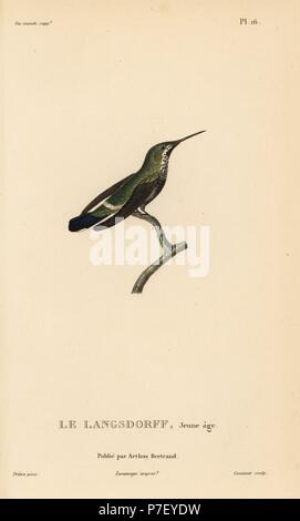 Black-bellied thorntail, Discosura langsdorffi (Ornismya langsdorfii). Immatures. Gravure coloriée par Coutant après une illustration par Jean-Gabriel pretre de René Primevère Lesson's Histoire naturelle de l'espèce de Colibri Colibris, Histoire naturelle des colibris, Arthus Bertrand, Paris, 1830. Banque D'Images