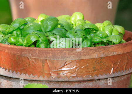 De plus en plus d'herbes basilic en pot en terre cuite Banque D'Images