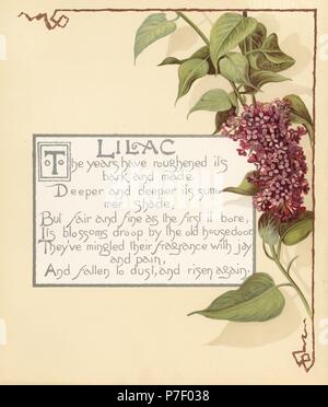 Lilas, Syringa vulgaris, et poème calligraphique. Chromolithographie par Louis Prang de Ward Alice Bailey's Flower fantaisies, Boston, 1889. Illustré par Lucie Baily, Eleanor Morse Ecob, Olive Whitney, Ellen Fisher, Fidelia Bridges, C. et F. Ryan Schuyler Mathews. Banque D'Images