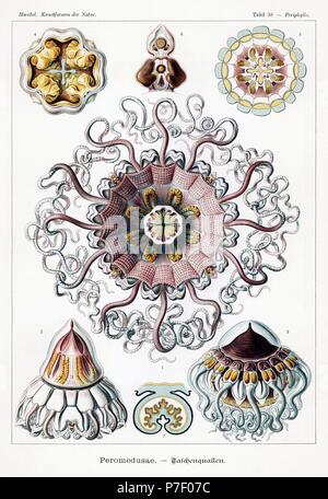 Peromedusae : méduses méduses, les marchands Periphylla periphylla 1-7. Chromolithographie par Adolf Glitsch à partir d'une illustration par Ernst Haeckel à partir de formes d'art dans la nature, Kunstformen der Natur, Leipzig, Allemagne, 1904. Banque D'Images