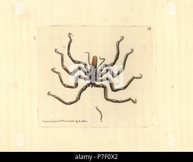 Ammothea Caroline, Ammothea carolinensis. La gravure sur cuivre coloriée dessiné et gravé par Richard Nodder Sciences de William Elford Leach's Zoological Miscellany, McMillan, Londres, 1814. Banque D'Images