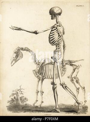 Vue latérale du squelette humain et le Cheval squelette. La gravure sur cuivre par Edward Mitchell après illustrations anatomiques par Bernhard Siegfried Albinus et George Stubbs de John Barclay's une série de gravures du squelette humain, MacLachlan et Stewart, Édimbourg, 1824. Banque D'Images