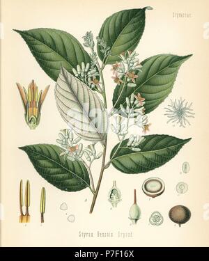 Arbre généalogique de benjoin, styrax benzoin. Chromolithographie après une illustration botanique de Hermann Adolph Koehler's Plantes médicinales, sous la direction de Gustav Pabst, Koehler, Allemagne, 1887. Banque D'Images