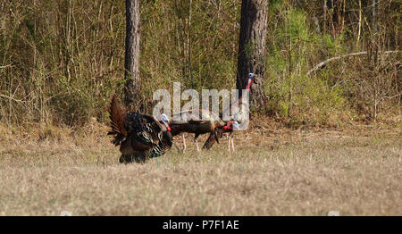 Le dindon sauvage gobblers toms poules poult domaine Banque D'Images