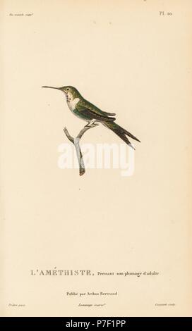 Woodstar Calliphlox amethystina, améthyste (Ornismya amethistina). Presque adulte. Gravure coloriée par Coutant après une illustration par Jean-Gabriel pretre de René Primevère Lesson's Histoire naturelle de l'espèce de Colibri Colibris, Histoire naturelle des colibris, Arthus Bertrand, Paris, 1830. Banque D'Images