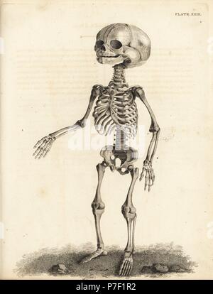 Squelette fœtal au moment de la naissance. La gravure sur cuivre par Edward Mitchell après une illustration anatomique par Jean-Joseph Sue de John Barclay's une série de gravures du squelette humain, MacLachlan et Stewart, Édimbourg, 1824. Banque D'Images