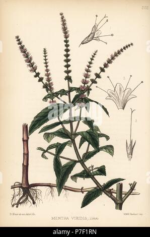 La menthe verte ou la lance de la menthe, Mentha spicata (Mentha viridis). Lithographie coloriée par Hanhart après une illustration botanique par David Blair, de Robert Bentley et Henry Trimen's Plantes médicinales, Londres, 1880. Banque D'Images