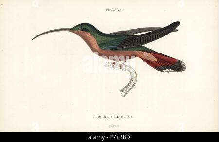 À pattes velues, hummingbird Glaucis hirsutus (Bruant-breasted hermit Trochilus hirsutus),. Gravure coloriée par William Lizars de Sir William Jardine's Naturalist's Library : Ornithologie : Volume 2 les colibris, Édimbourg, W.H. Lizars, 1833. Banque D'Images