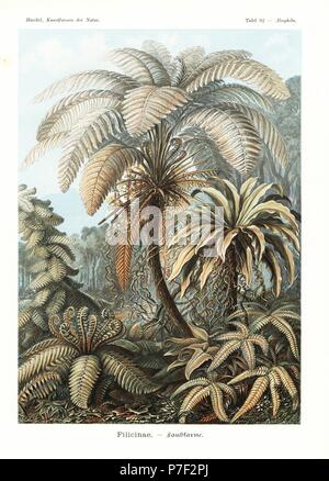 Filicinae ou plantes fougère : Alsophila, espèces espèces Polypodium, Asplenium nidus, Angiopteris, espèces, espèces Monogramma et Pteris quadriaurita. Chromolithographie par Adolf Glitsch à partir d'une illustration par Ernst Haeckel à partir de formes d'art dans la nature, Kunstformen der Natur, Leipzig, Allemagne, 1904. Banque D'Images