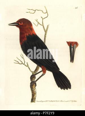 Carouge à tête rouge, Amblyramphus holosericeus (bicolore, amblyramphus Amblyramphus bicolor). La gravure sur cuivre coloriée dessiné et gravé par Richard Nodder Sciences de William Elford Leach's Zoological Miscellany, McMillan, Londres, 1814. Banque D'Images