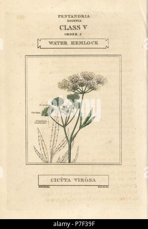 Cicuta virosa, la pruche de l'eau. La gravure sur cuivre coloriée après une illustration par Richard Duppa de son les classes et les ordres du système linnéen de botanique, Longman, Hurst, Londres, 1816. Banque D'Images