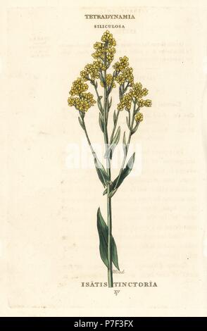 Guède, Isatis tinctoria. La gravure sur cuivre coloriée après une illustration par Richard Duppa de son les classes et les ordres du système linnéen de botanique, Longman, Hurst, Londres, 1816. Banque D'Images