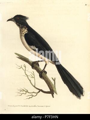 Cuckoo Clamator jacobinus Jacobin, (African cuckow, Cuculus afer). La gravure sur cuivre coloriée dessiné et gravé par Richard Nodder Sciences de William Elford Leach's Zoological Miscellany, McMillan, Londres, 1814. Banque D'Images