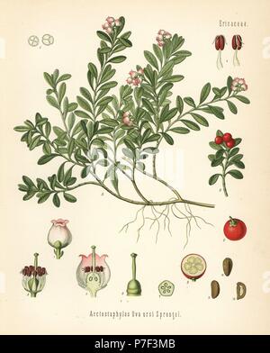 Le raisin d'ours, Arctostaphylos uva-ursi. Chromolithographie après une illustration botanique de Hermann Adolph Koehler's Plantes médicinales, sous la direction de Gustav Pabst, Koehler, Allemagne, 1887.