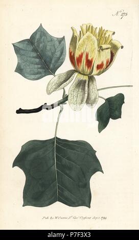 Tulip Tree commun, Liriodendron tulipifera. Coloriée à la gravure sur cuivre de William Curtis' Botanical Magazine, Londres, 1794. Banque D'Images