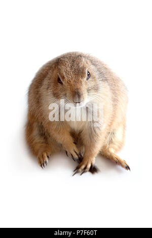 Mignon petit chien de prairie à la séance et jusqu'avant sur fond blanc. Banque D'Images