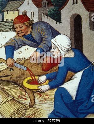 L'abattage du cochon. Miniature. 'Heures de Seguie', 15ème siècle. Musée Condé. Chateau de Chantilly, France. Banque D'Images