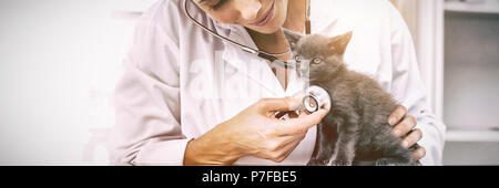 L'examen vétérinaire chaton with stethoscope Banque D'Images