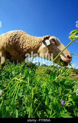 Des moutons paissant dans closeup Banque D'Images