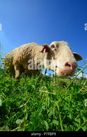 Des moutons paissant dans closeup Banque D'Images