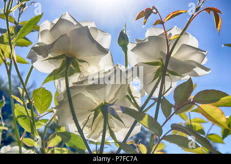 Roses blanches et roses dans un jardin de roses dans un jardin botanique à Varsovie Banque D'Images