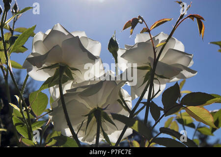 Roses blanches et roses dans un jardin de roses dans un jardin botanique à Varsovie Banque D'Images