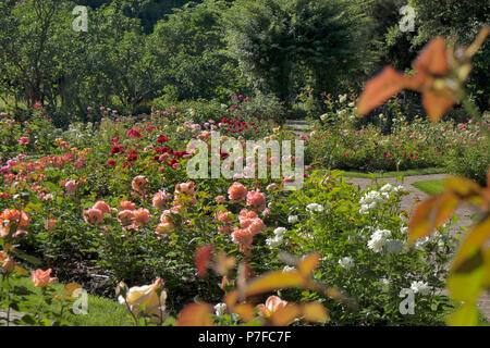 Roses blanches et roses dans un jardin de roses dans un jardin botanique à Varsovie Banque D'Images