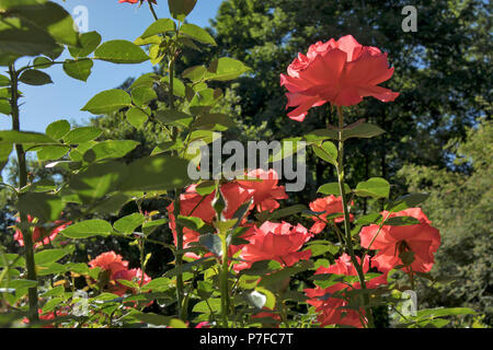 Roses blanches et roses dans un jardin de roses dans un jardin botanique à Varsovie Banque D'Images