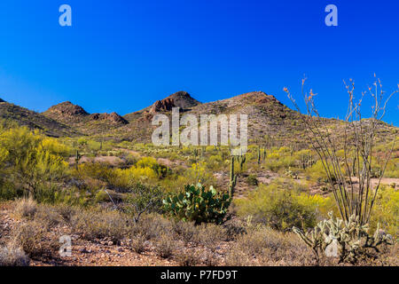 Paysage de printemps de l'Arizona désert de Sonora. Saguaro, ocotillo, figuier de barbarie, cactus cholla et buissons de créosote. Des collines rocheuses et ciel bleu en arrière-plan. Banque D'Images