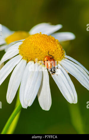 La Coccinelle convergente sur la marguerite, Castle Rock Colorado nous. Banque D'Images