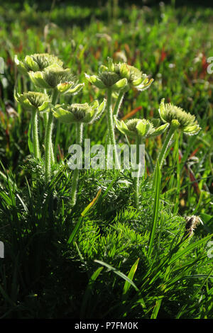 Pasqueflowers l'ouest, le parc national des Glaciers Banque D'Images