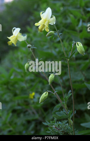 Columbine jaune, le parc national des Glaciers Banque D'Images