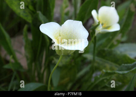 Trois-spot Mariposa Lily, le parc national des Glaciers Banque D'Images