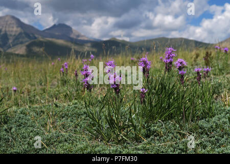 Gay-feather en pointillés, Waterton Lakes National Park, Alberta Banque D'Images