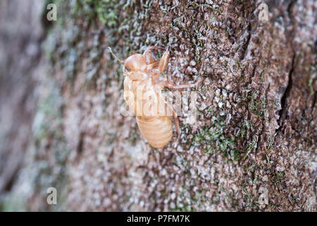 Cigale insectes slough et laisser des taches sur l'arbre. Banque D'Images