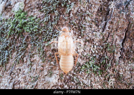 Cigale insectes slough et laisser des taches sur l'arbre. Banque D'Images