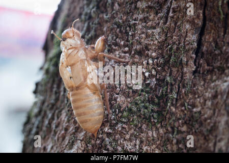 Cigale insectes slough et laisser des taches sur l'arbre. Banque D'Images