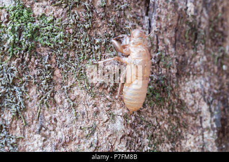 Cigale insectes slough et laisser des taches sur l'arbre. Banque D'Images