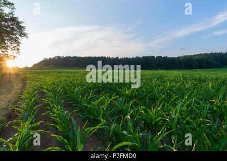 Les jeunes Cornfield (Zea mays) dans la lumière du soir, Bavière, Allemagne Banque D'Images