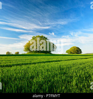 Champ de céréales avec l'âge du bronze au printemps, des tumulus, vert frais Woorker Berge, le plus grand cimetière de Banque D'Images