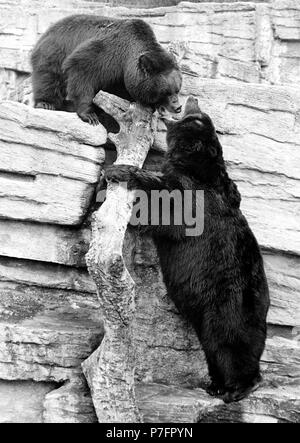 Deux ours lutter contre le mur, ca. Des années 1970, lieu exact inconnu, Autriche Banque D'Images