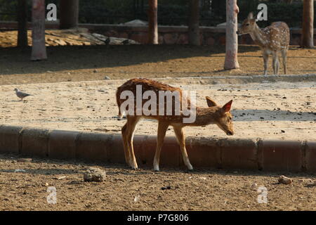 Deer Park Zoo à Jaipur Banque D'Images